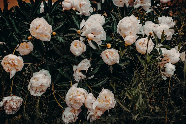 Quais são as melhores dicas para manter a piscina limpa?